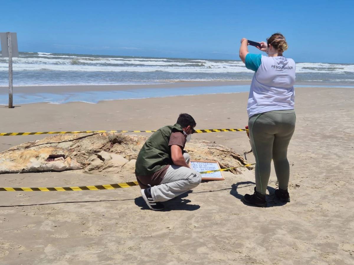 Carcaça de baleia é encontrada em Balneário Arroio do Silva — foto 1