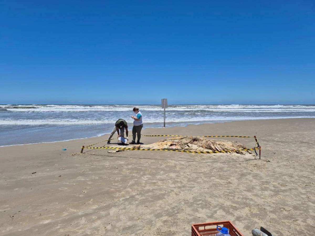 Carcaça de baleia é encontrada em Balneário Arroio do Silva — foto 4