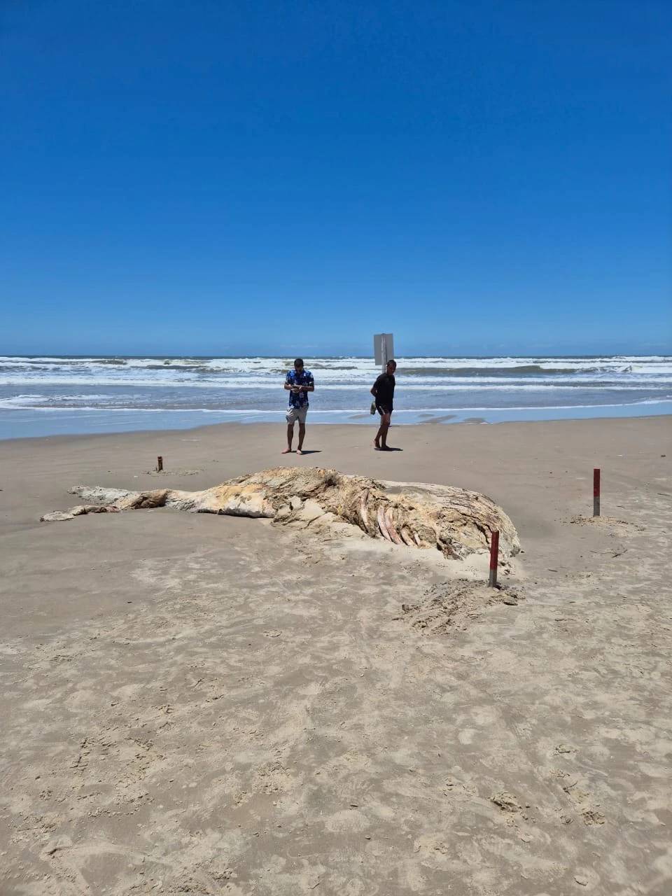 Carcaça de baleia é encontrada em Balneário Arroio do Silva — foto 2