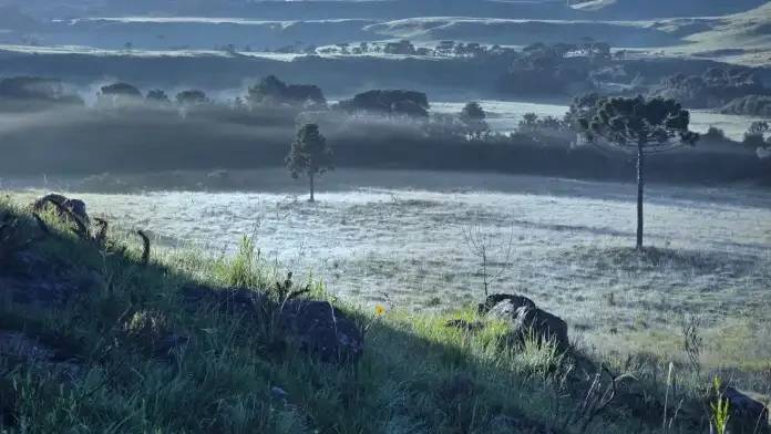 Geada congela asa de libélula em Santa Catarina; veja vídeo — foto 2