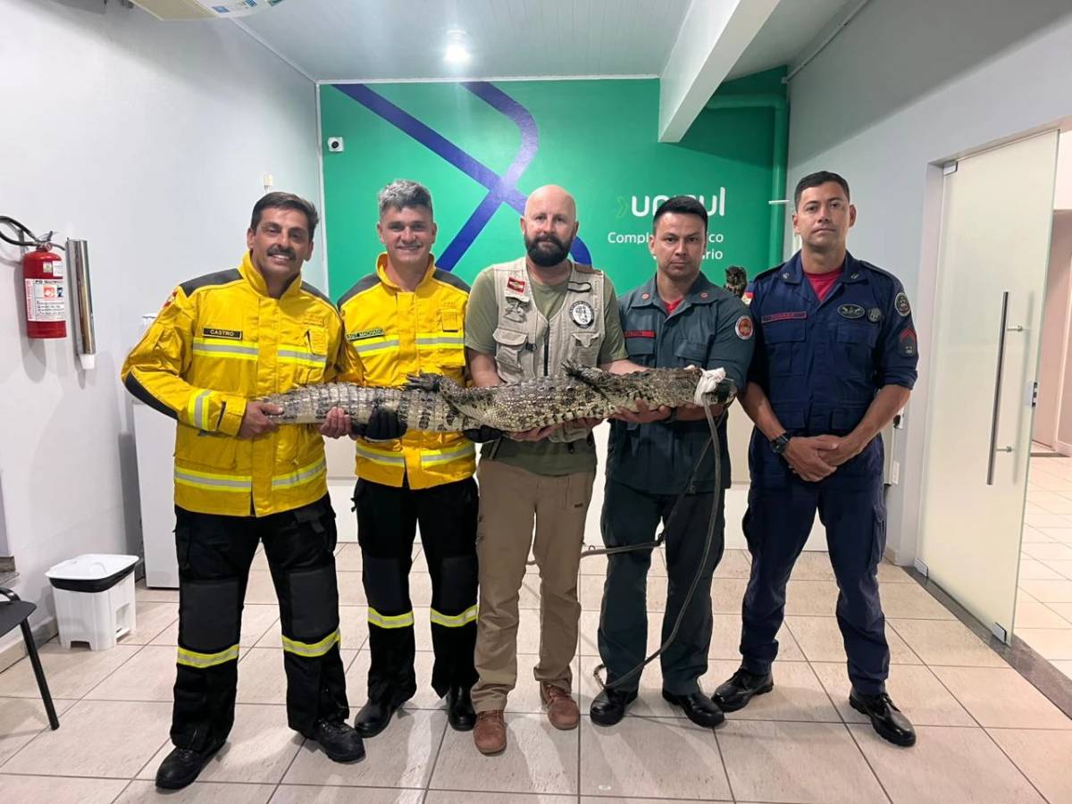 Jacaré é resgatado pelo Corpo de Bombeiros após ser atropelado — foto 1