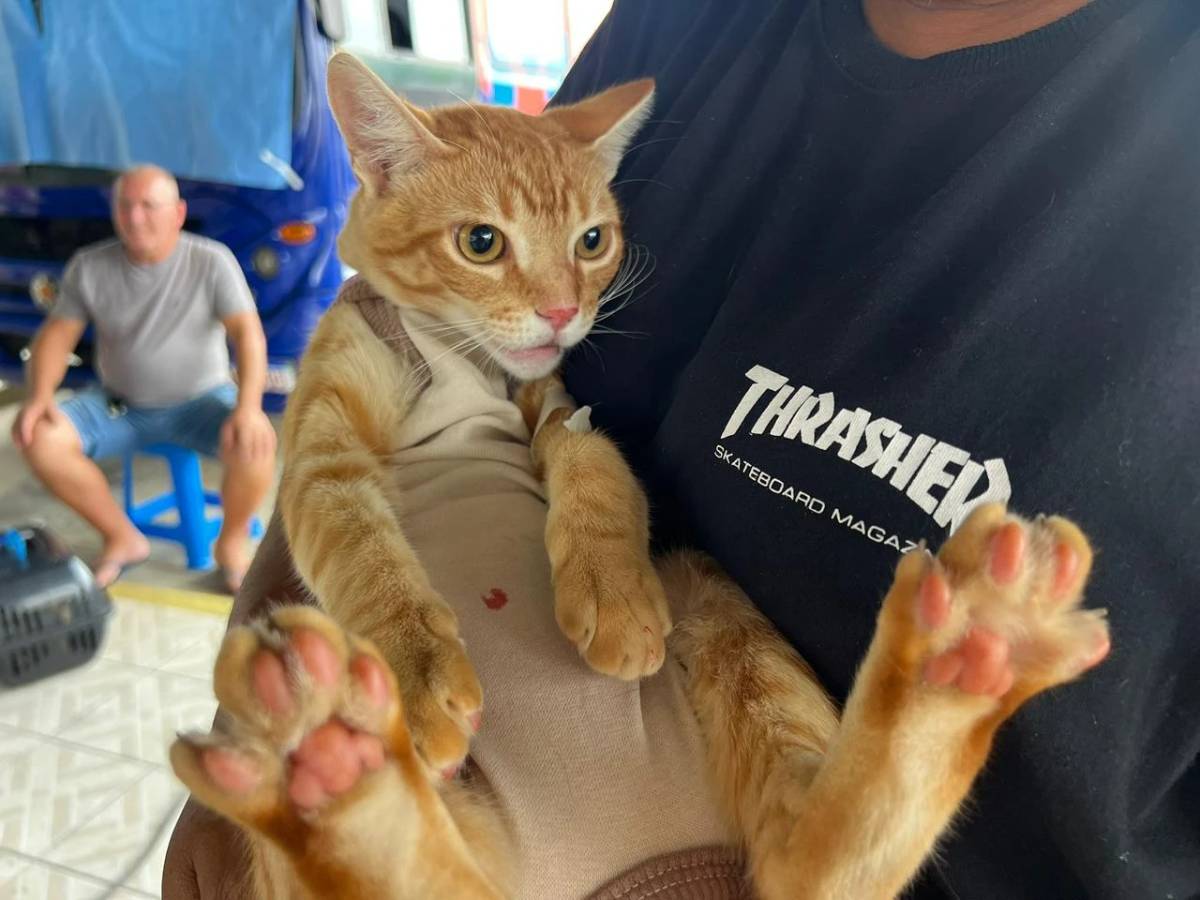 Siderópolis: Famsid realiza primeiro mutirão de castração do ano — foto 1