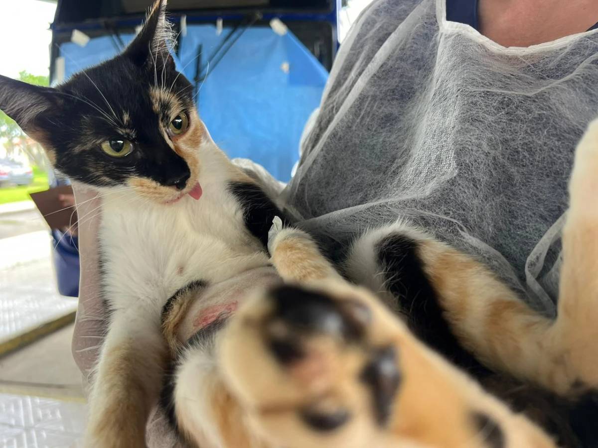 Siderópolis: Famsid realiza primeiro mutirão de castração do ano — foto 2