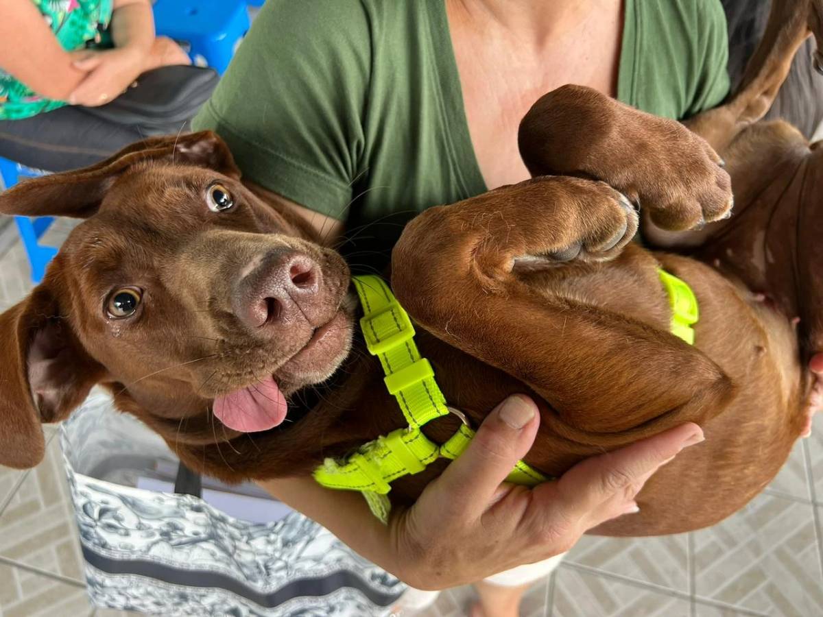 Siderópolis: Famsid realiza primeiro mutirão de castração do ano — foto 3