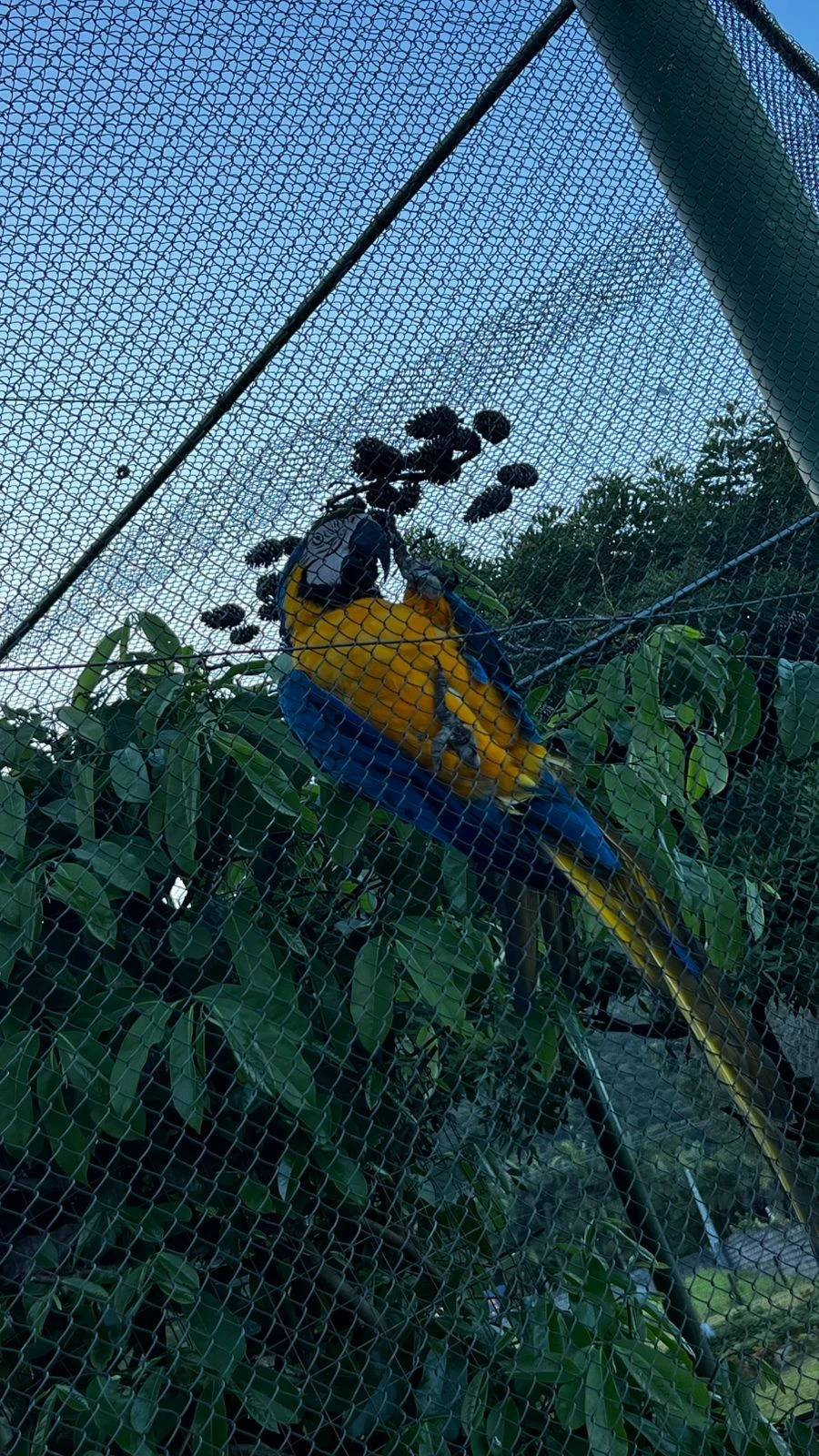 Fotos e vídeo: Gaeco deflagra Operação Aruana contra rede de tráfico de animais em SC e mais quatro estados — foto 1