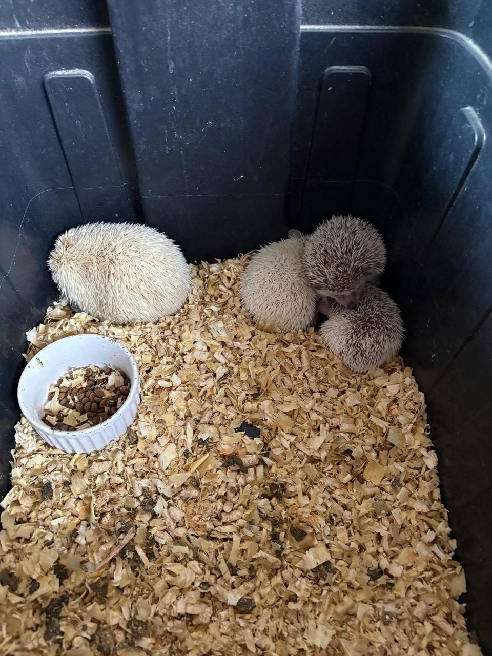 Fotos e vídeo: Gaeco deflagra Operação Aruana contra rede de tráfico de animais em SC e mais quatro estados — foto 2