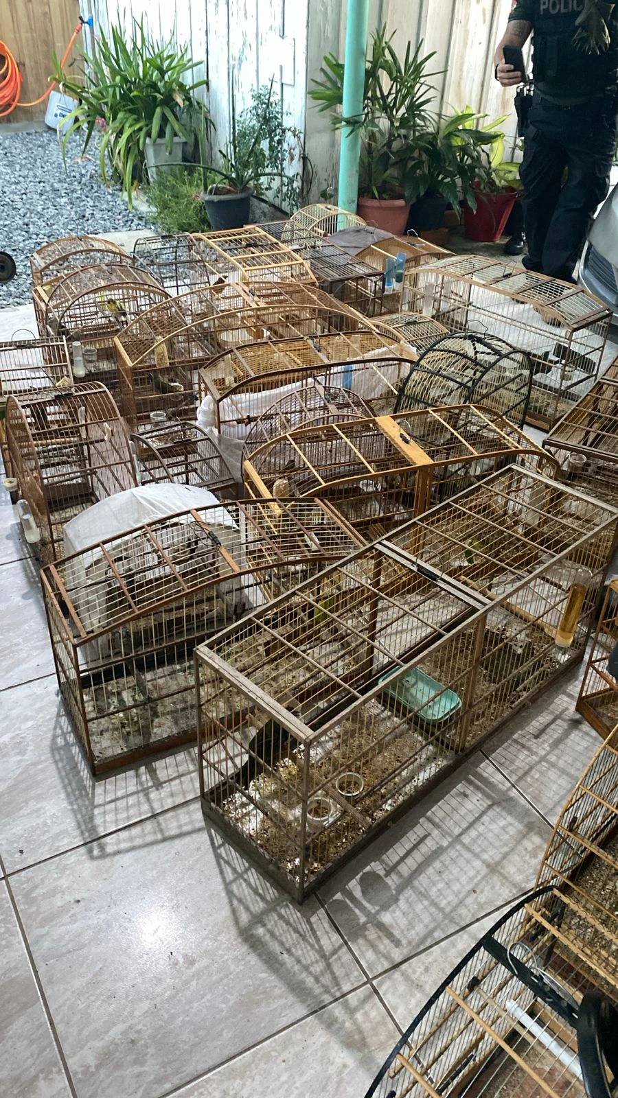Fotos e vídeo: Gaeco deflagra Operação Aruana contra rede de tráfico de animais em SC e mais quatro estados — foto 7