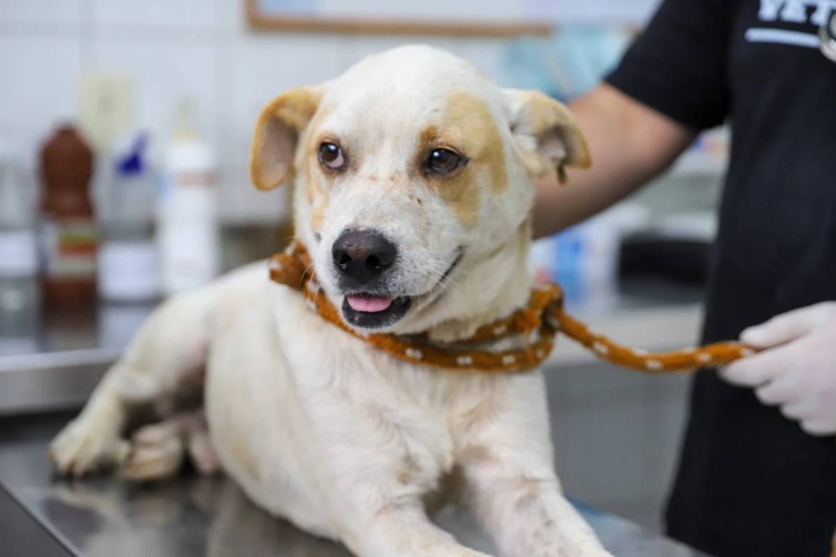 Criciúma amplia atendimento veterinário público e prepara centro de saúde animal — foto 3