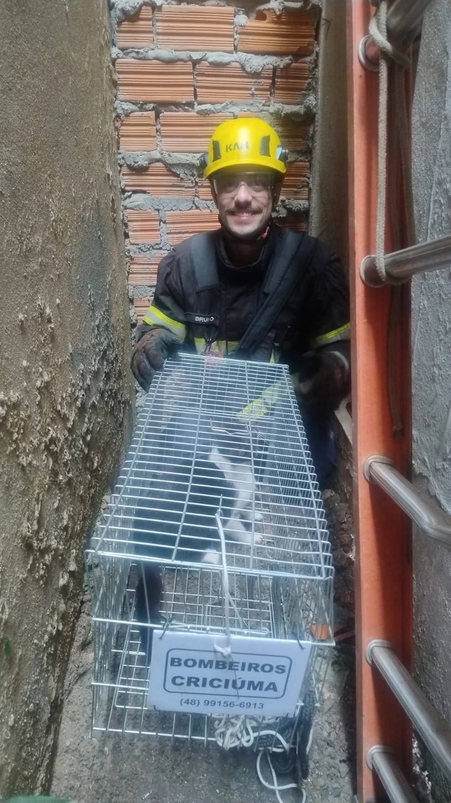 Animal é resgatado após cair em fosso em Criciúma — foto 2