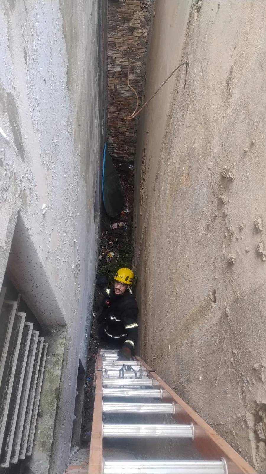 Animal é resgatado após cair em fosso em Criciúma — foto 1