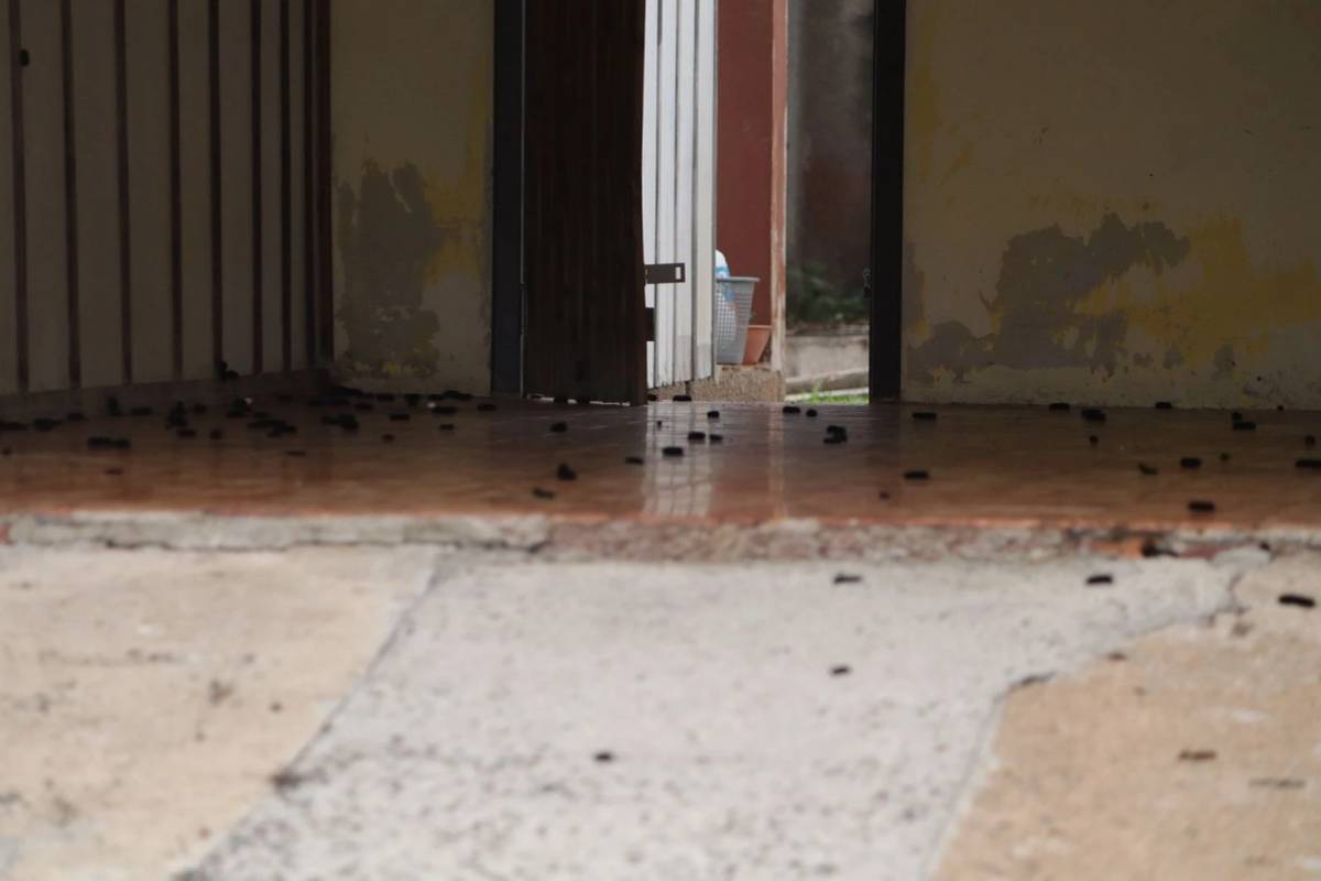 Vídeo: infestação de lagartas preocupa moradores em Criciúma — foto 5
