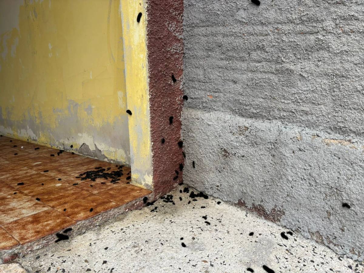 Vídeo: infestação de lagartas preocupa moradores em Criciúma — foto 1