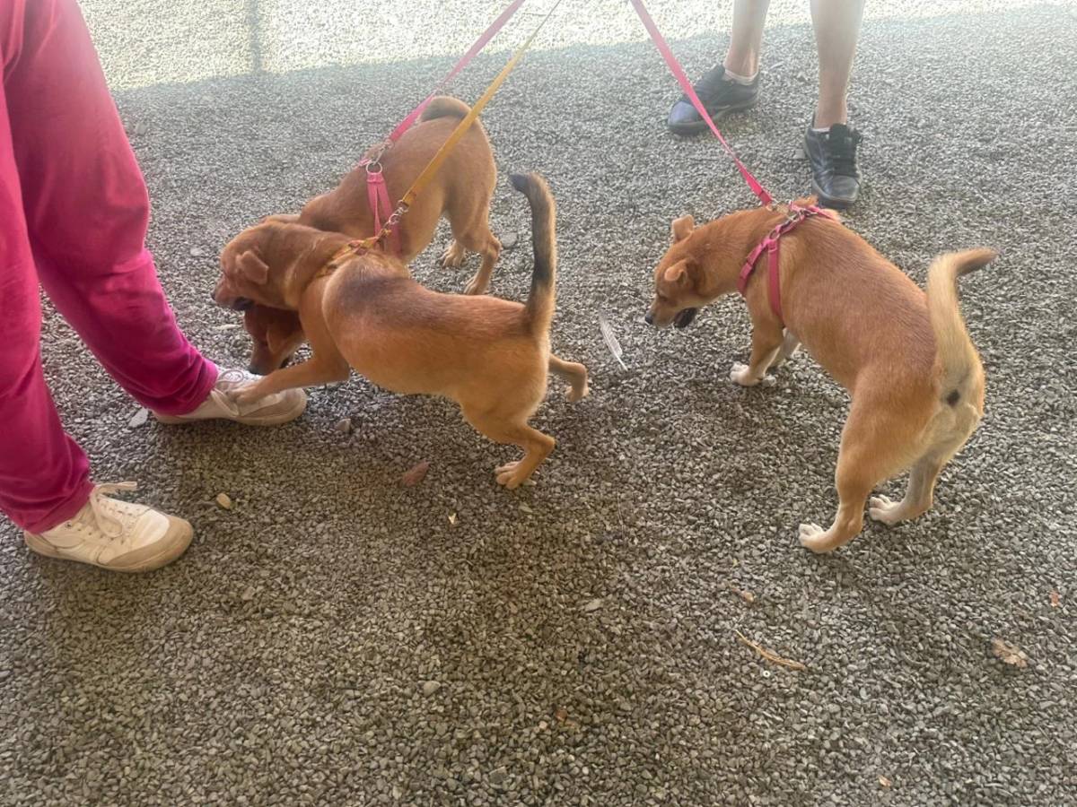 Com novidade da microchipagem, ação de castração beneficia mais de 100 animais — foto 1