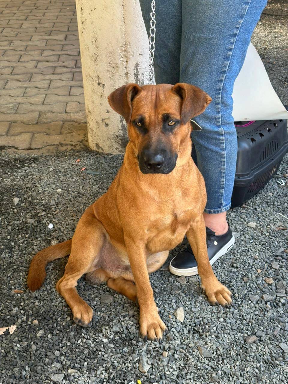 Com novidade da microchipagem, ação de castração beneficia mais de 100 animais — foto 4