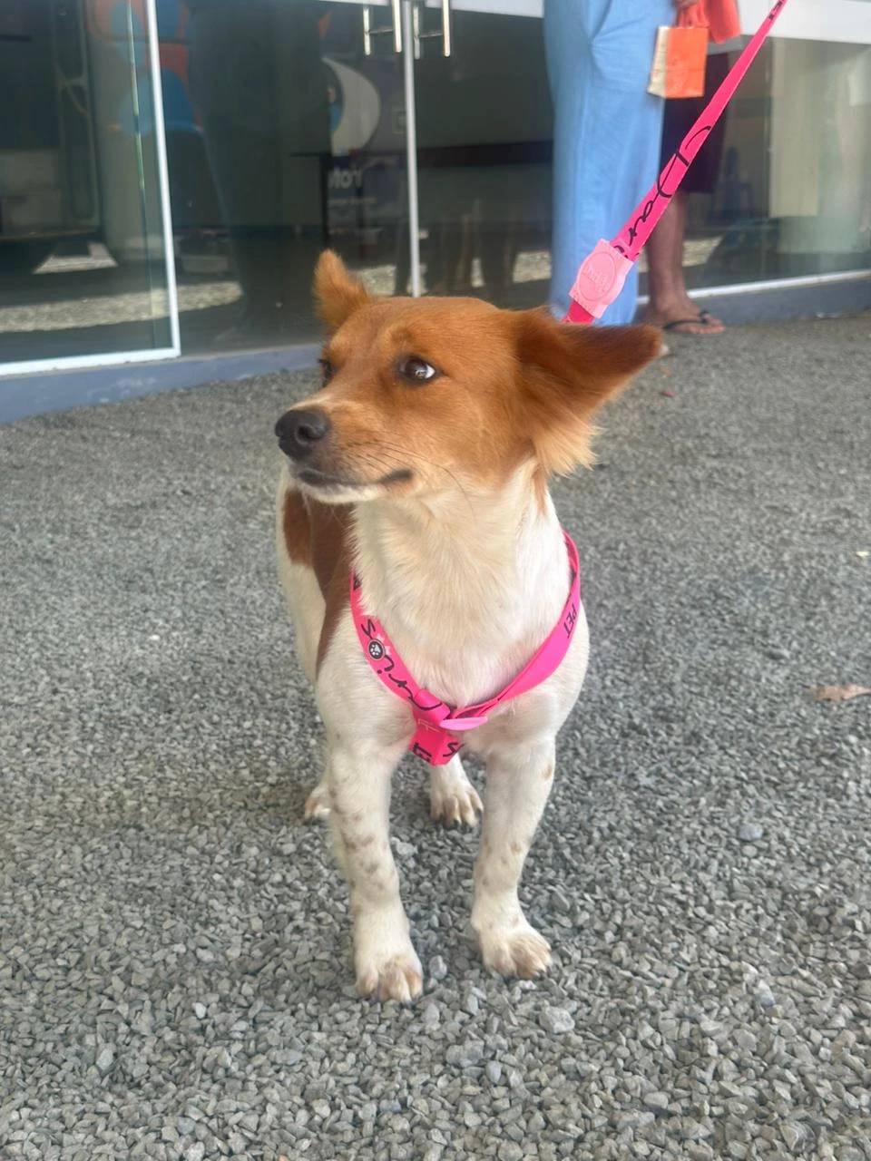 Com novidade da microchipagem, ação de castração beneficia mais de 100 animais — foto 2