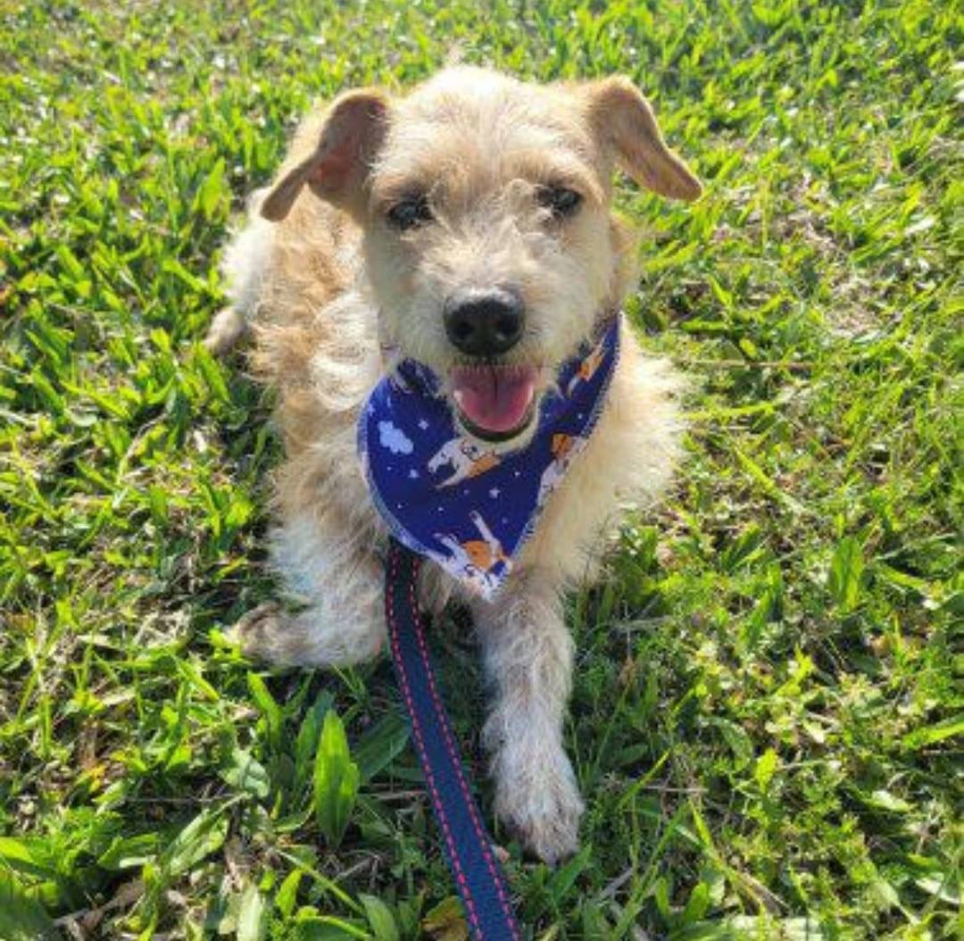 Feira de adoção de cães e gatos reúne ONGs neste sábado em Criciúma — foto 1
