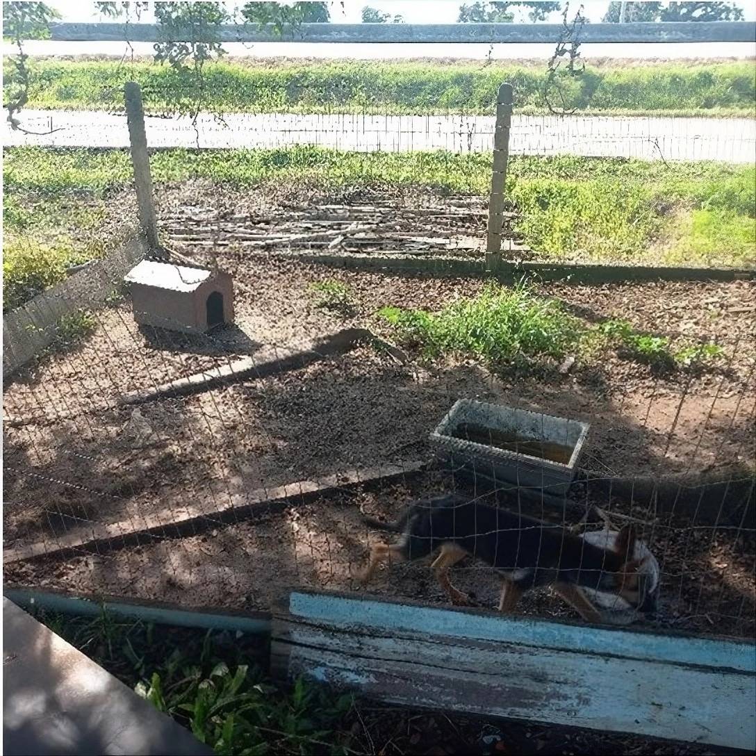 Polícia encontra cães em situação de maus-tratos e proprietário de residência é preso — foto 1