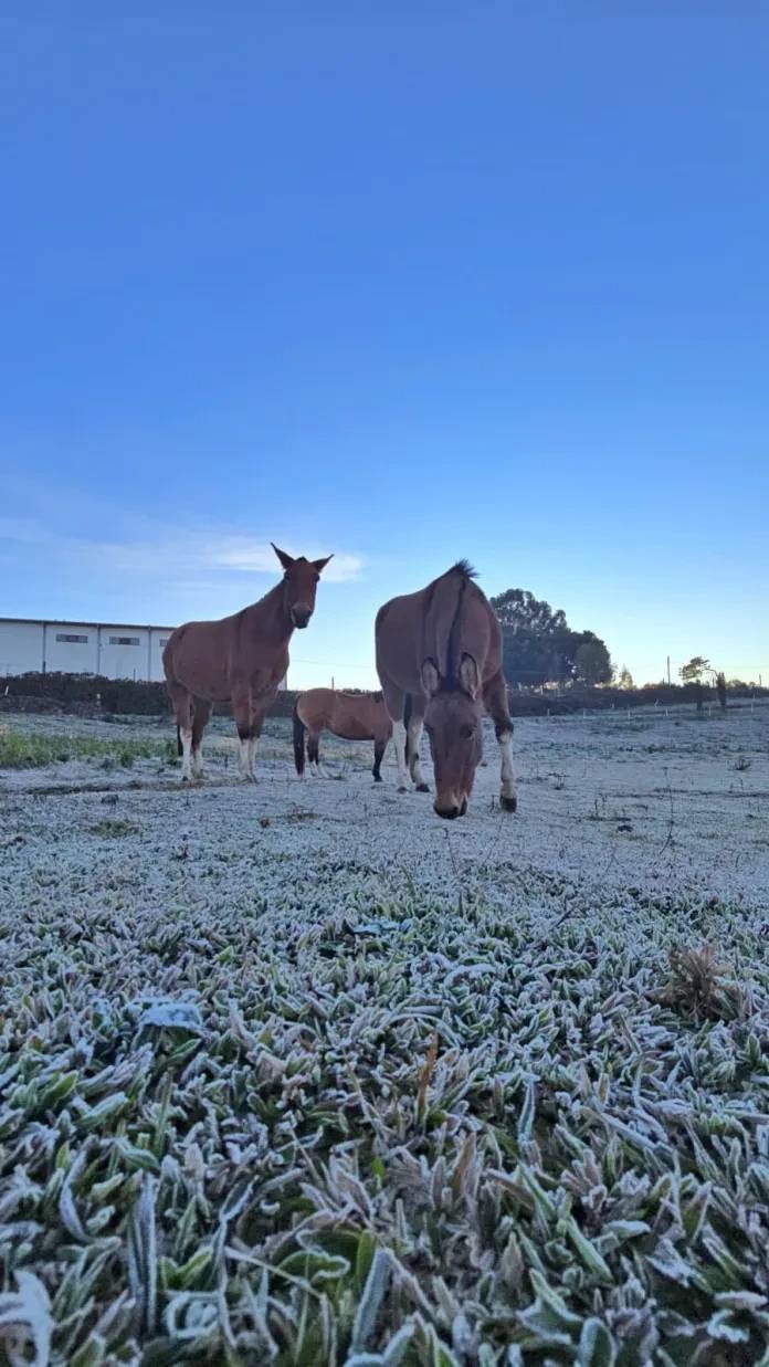 Fotos e vídeo: geada cobre campos da Serra catarinense nesta quarta-feira — foto 2