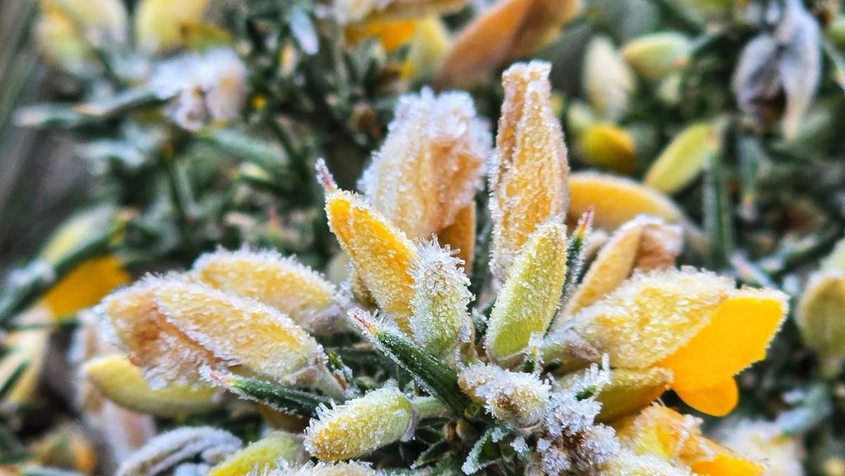 Fotos: amanhecer gelado marca a quinta-feira na Serra catarinense — foto 9