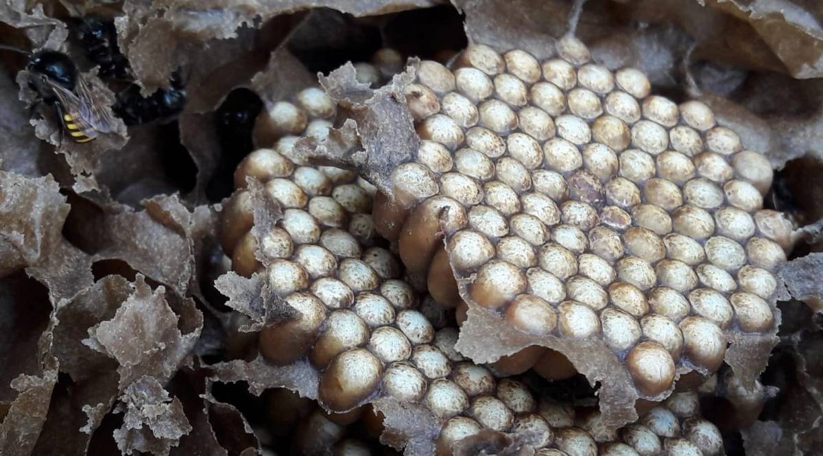 Abelhas sem ferrão vão muito além do mel e dão origem a sabonetes, cremes e outros produtos — foto 2