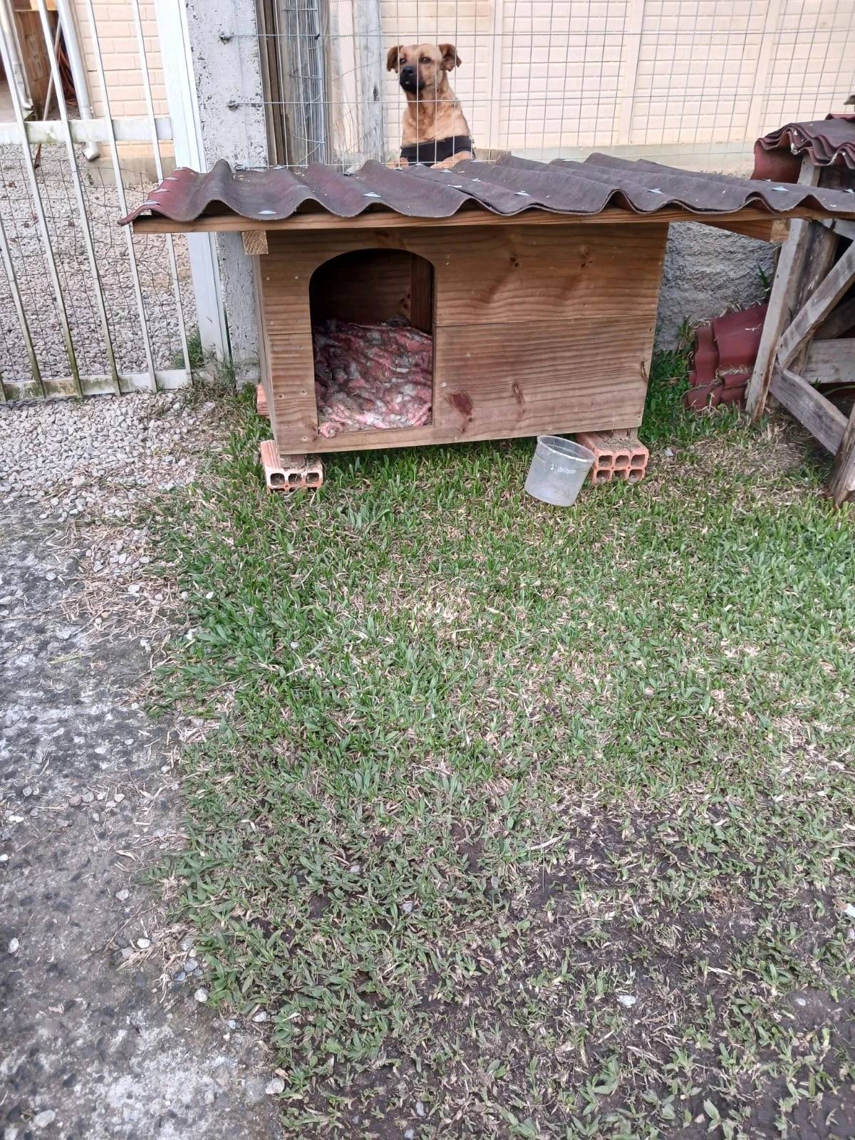 Fotos e vídeos: moradora encontra veneno em comida após desaparecimento de cães em Criciúma — foto 4