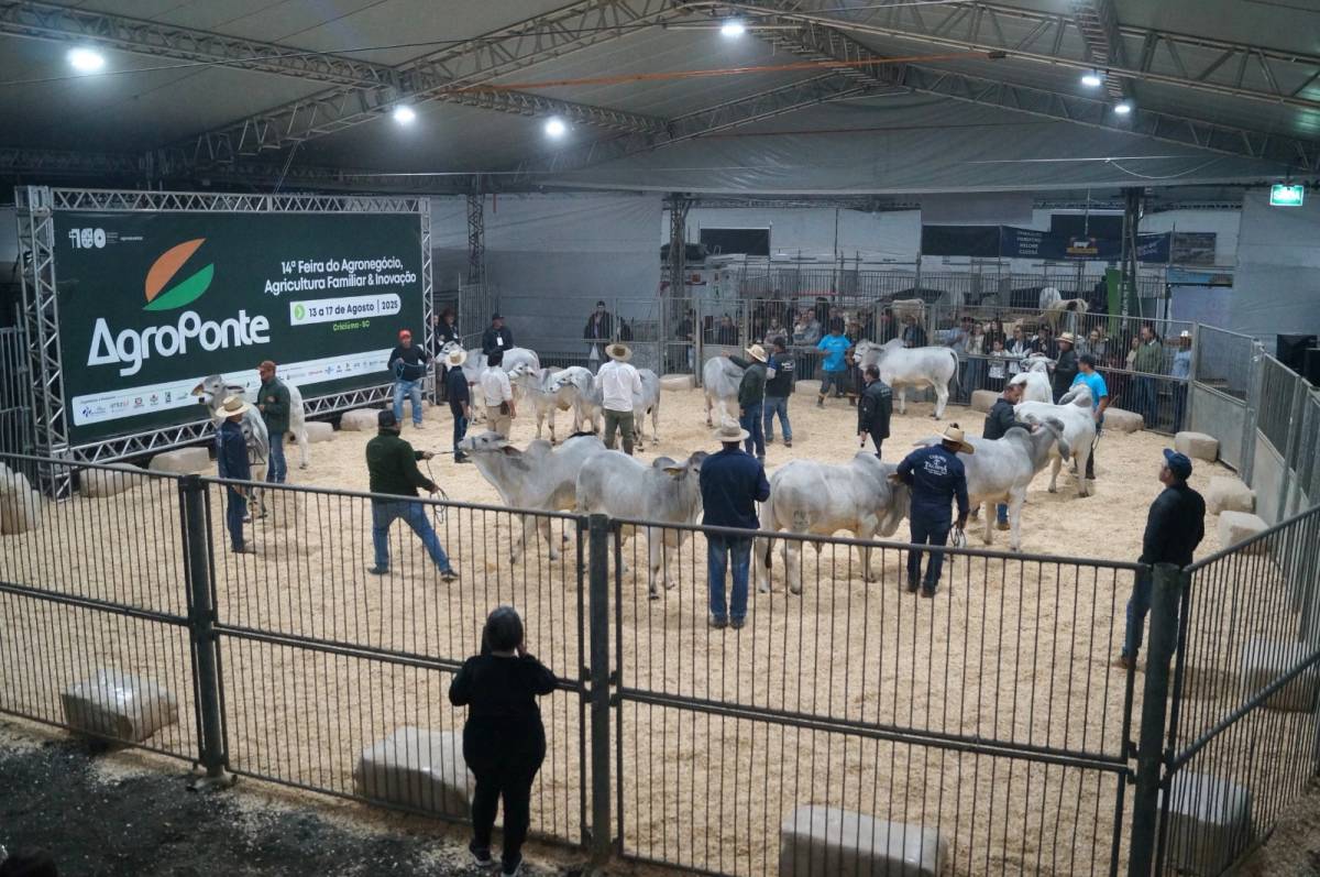 Genética de excelência coloca animais da Feira AgroPonte entre os destaques da pecuária nacional — foto 2