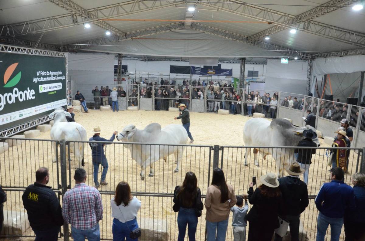 Genética de excelência coloca animais da Feira AgroPonte entre os destaques da pecuária nacional — foto 4