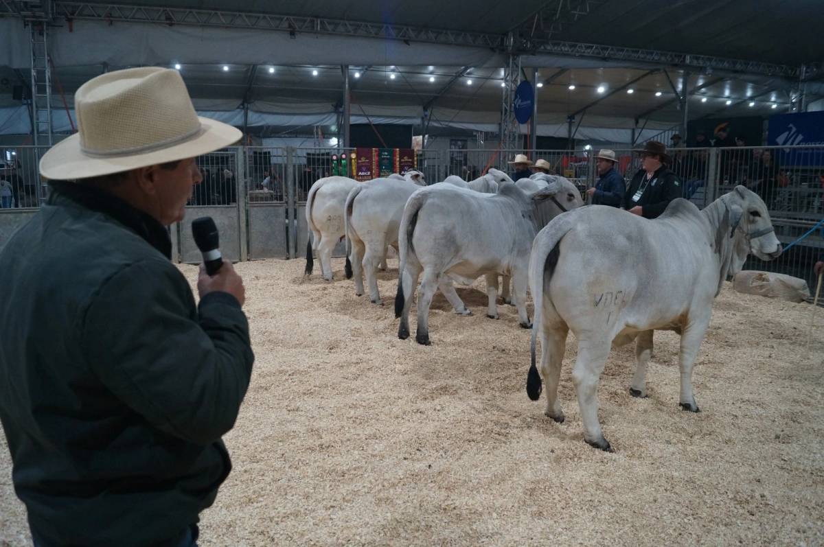 Genética de excelência coloca animais da Feira AgroPonte entre os destaques da pecuária nacional — foto 1