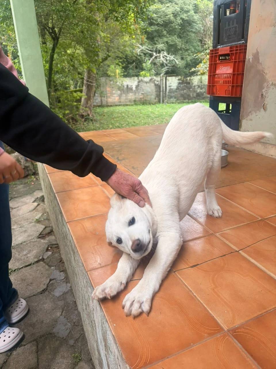 Bem-estar Animal de Urussanga orienta sobre como proceder em casos de suspeita de envenenamento — foto 1