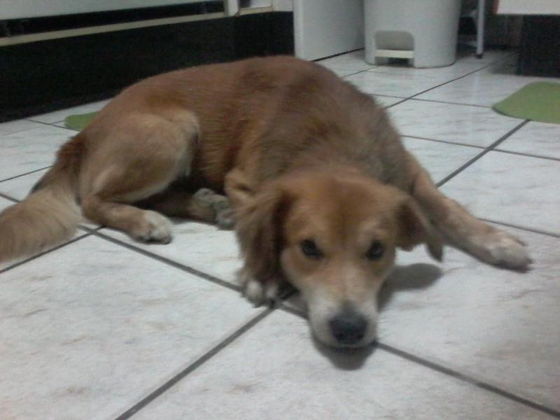 Animal para doação - Billy