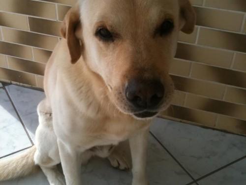 Procura-se Brutus no bairro Ouro Negro em Forquilhinha