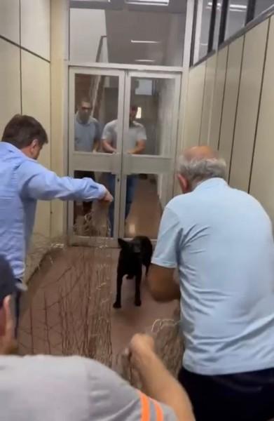 Vídeos de prefeito capturando animal com redes viralizam na internet