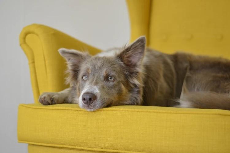 'Um em cada dez cães desenvolve problemas no coração', alerta veterinária