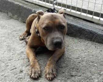 Animal encontrado na Rodovia SC-445