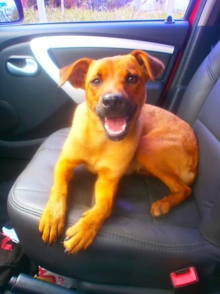 Animal para doação - Kika