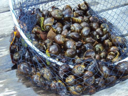 Proliferação de caramujos assusta moradores da Lagoa do Faxinal
