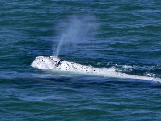 Filhote semi-albino de baleia Franca é visto em Itapirubá