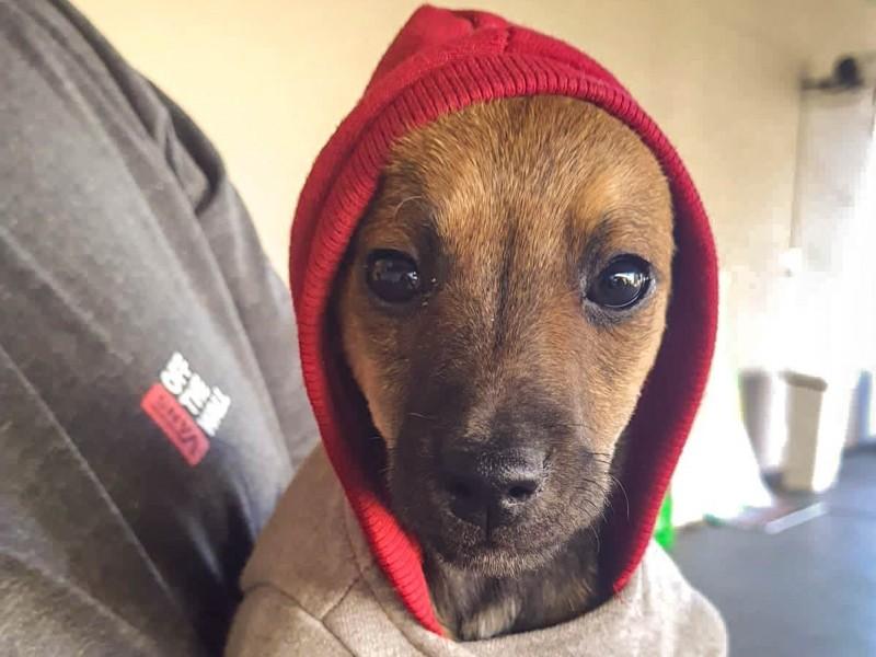 Sábado é dia de feira de adoção de animais no Criciúma Shopping