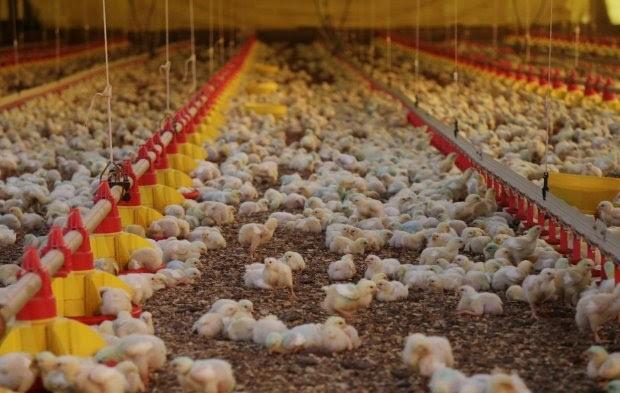 Santa Catarina encerra o primeiro semestre com alta de 56% nas exportações de carnes