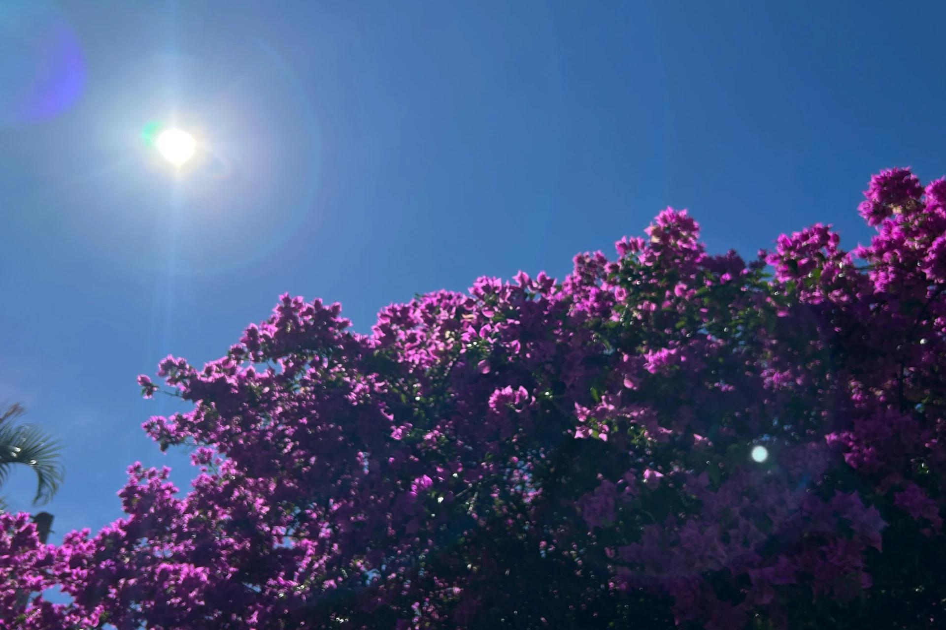 Quinta-feira terá tempo ensolarado em todo estado de Santa Catarina