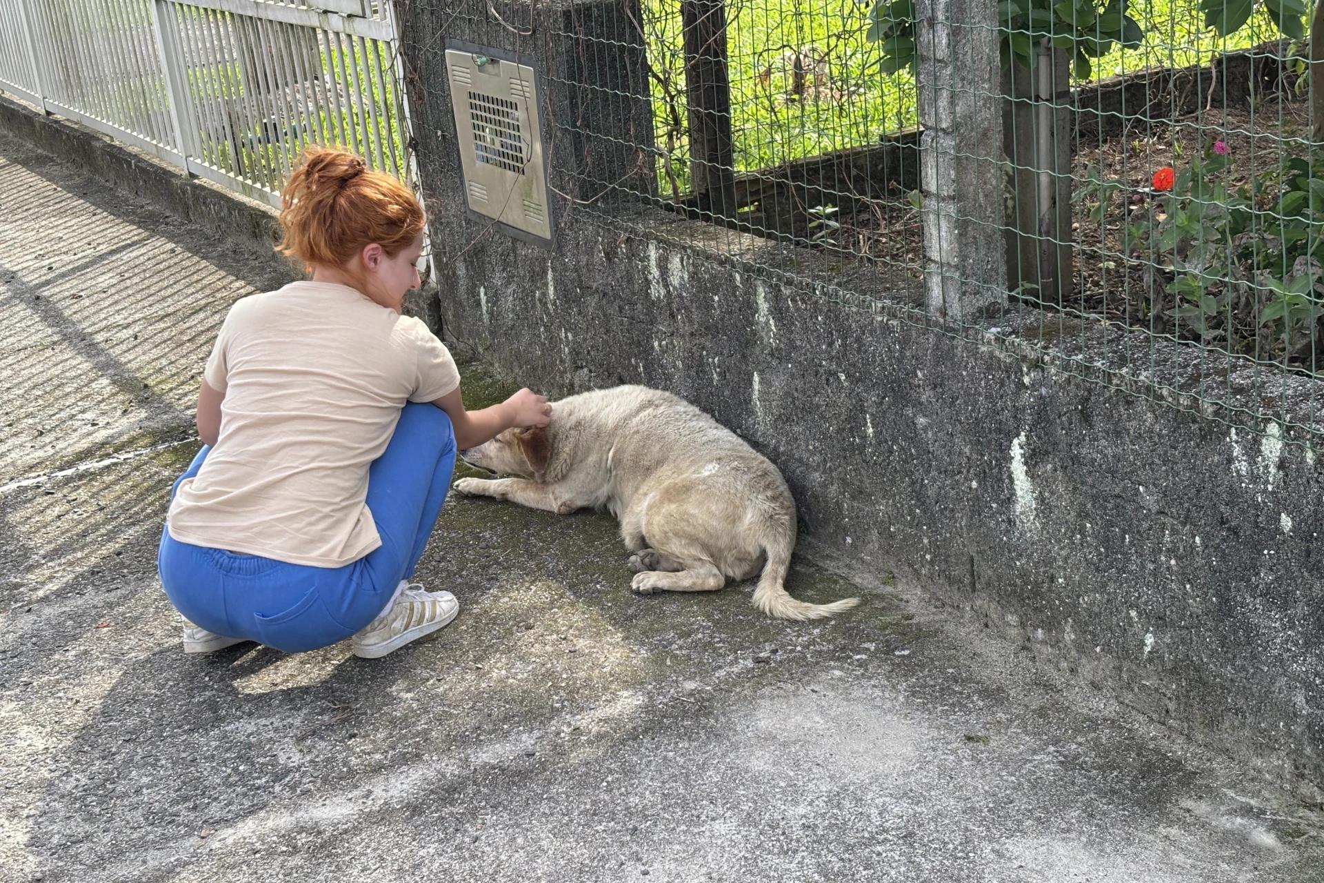 Nubea Móvel: Governo de Criciúma leva atendimento veterinário a cães de rua