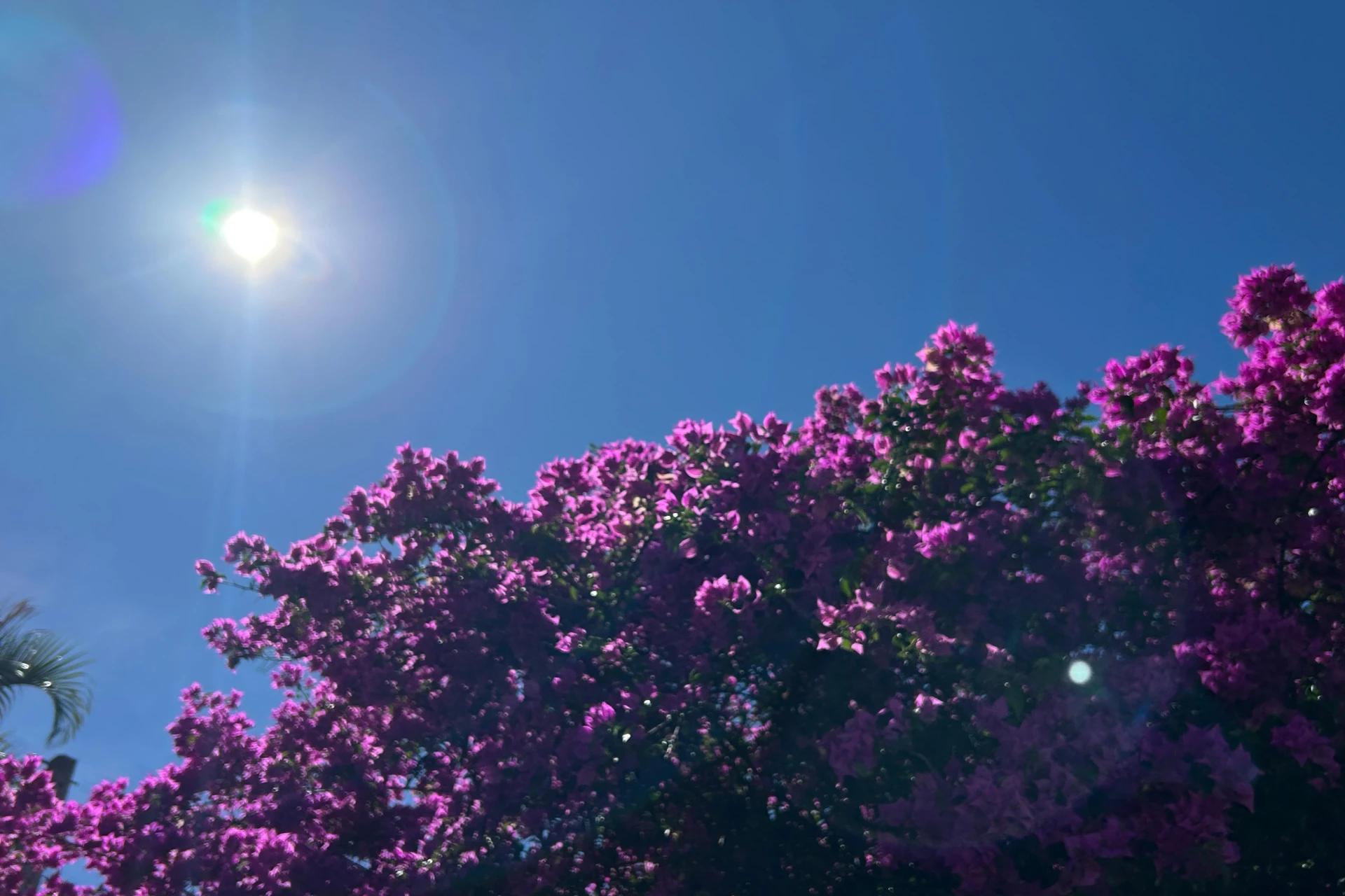 Quinta-feira será ensolarada e com temperaturas amenas na região carbonífera