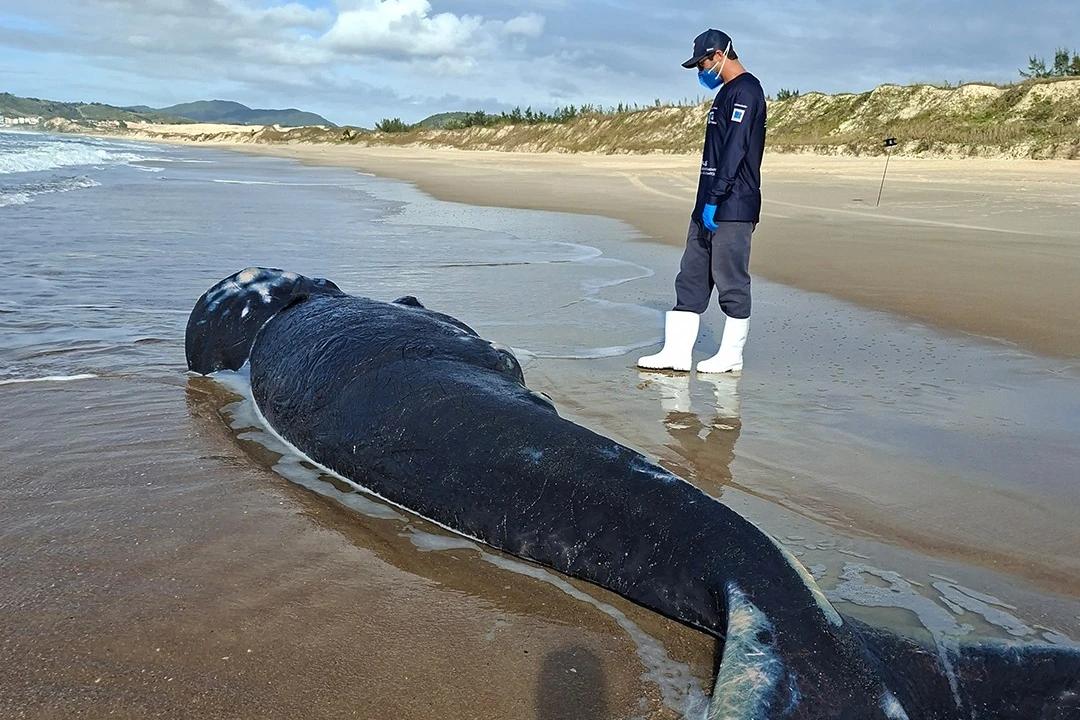 Filhote de baleia-franca é encontrado morto em praia de Imbituba