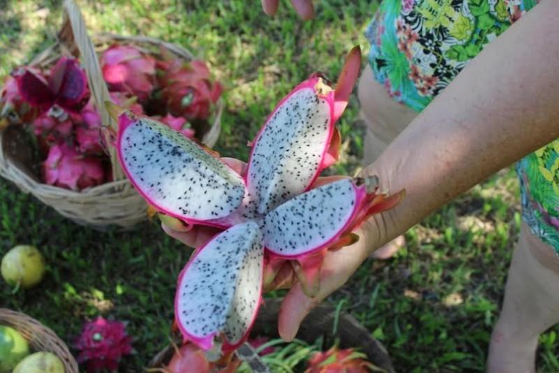 Produção de pitaia tem crescimento no Rincão