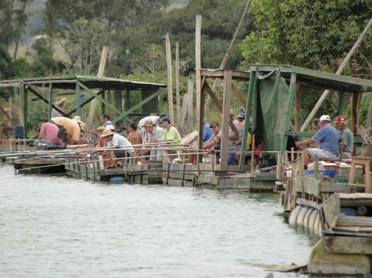 Novos rumos para a pesca com caniço no rio Araranguá