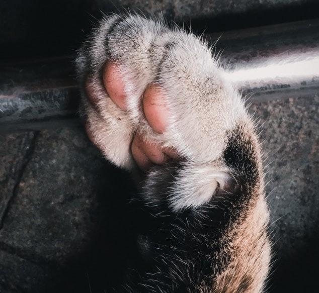 Cocal do Sul: casos de envenenamentos de animais preocupam moradores; prática é considerada crime