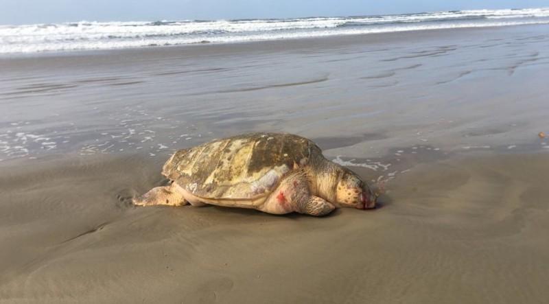 Tartaruga é encontrada morta na orla do Balneário Rincão