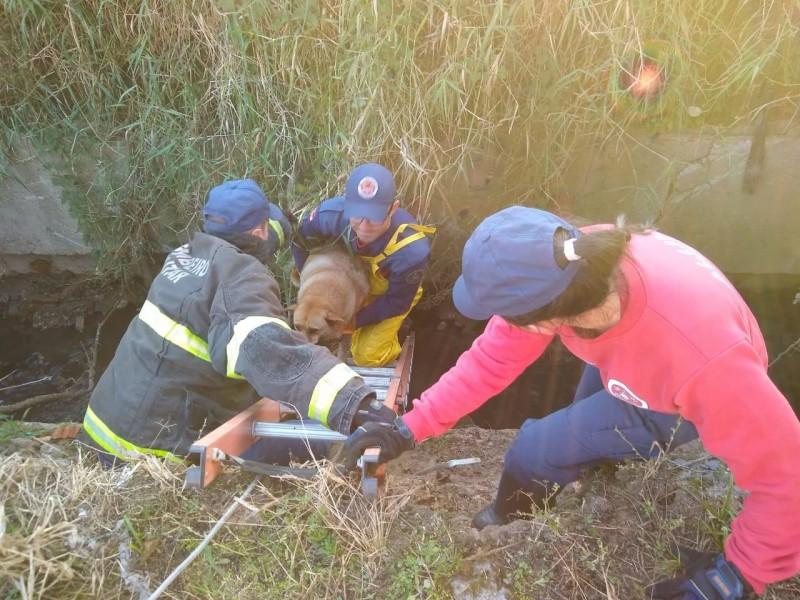 Bombeiros resgatam cachorra de rede de esgoto em Criciúma