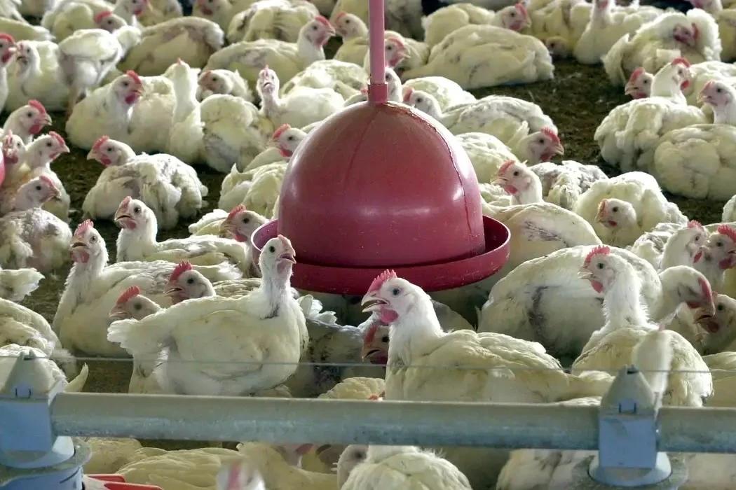 Frango brasileiro volta ao mercado: 30 países já liberaram as importações