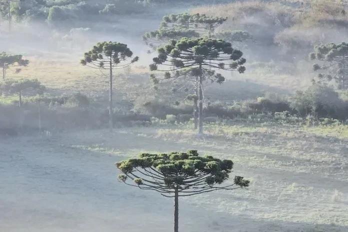 Cidades de SC registram temperaturas negativas neste domingo
